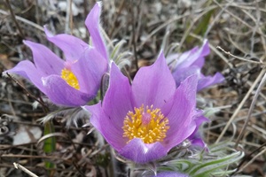 Community Focused Approach